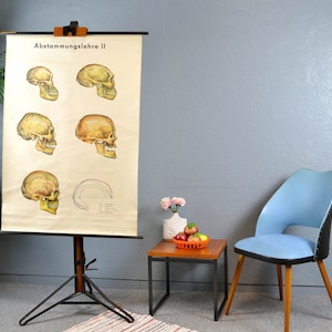Vecchia carta a rulli GDR cranio ascendenza bordo scolastico umano immagine pannello da muro design vintage sussidi didattici anni '50 medicina Brocante murale