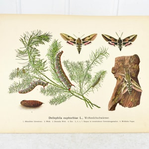 antike Schautafel Schmetterling Wolfsmilchschwärmer Deilephila euphorbiae L. Plakat 1911 Lithographie Vintage Design Dekoration Deko Bild