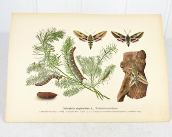 antique display board butterfly spurge hawkmoth Deilephila euphorbiae L. poster 1911 lithograph vintage design decoration decorative picture