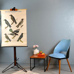 antigua tarjeta de rodillos RDA pájaros cantores pájaros Europa 50s junta escolar imagen tablero de pared diseño vintage material didáctico habitación infantil Brocante mural
