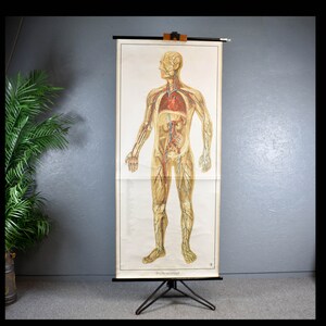 alte Rollkarte Blutkreislauf Mensch Anatomie Schultafel Wandtafel Vintage Design Lehrmittel Brocante Wandbild
