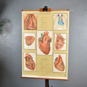 vecchio rotolo di carta Il cuore sano anatomia umana consiglio scolastico bordo da parete design vintage sussidio didattico brocante murale