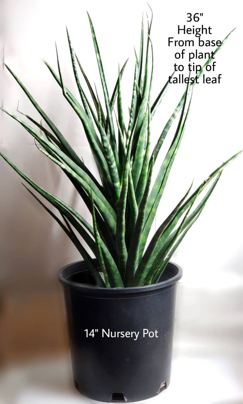 SANSEVIERIA Fernwood XL Live Plant / Large Snake Plant