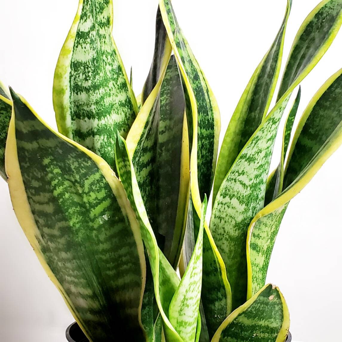 SANSEVIERIA Future Simplex znana rwnie jako Futura Superba Divisions ywa  rolina / Rolina wowa Odmiana / Rolina domowa / Kolekcja