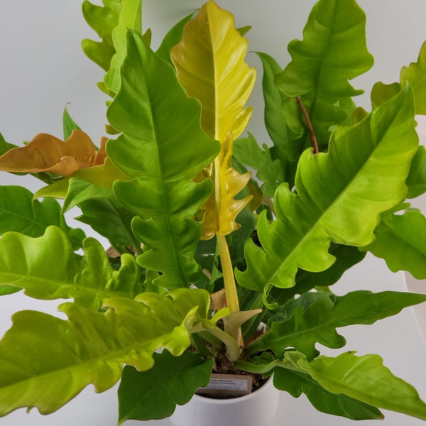 PHILODENDRON Golden Crocodile Live Indoor Plant \ Easy Care \ Vibrant Bright Chartreuse Green and Golden Yellow Colors \ lobed leaf edges