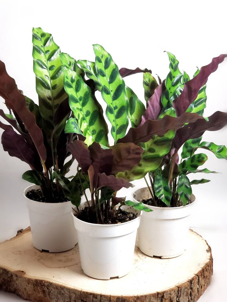 CALATHEA Lancifolia aka Rattle Snake / Live Plant ...