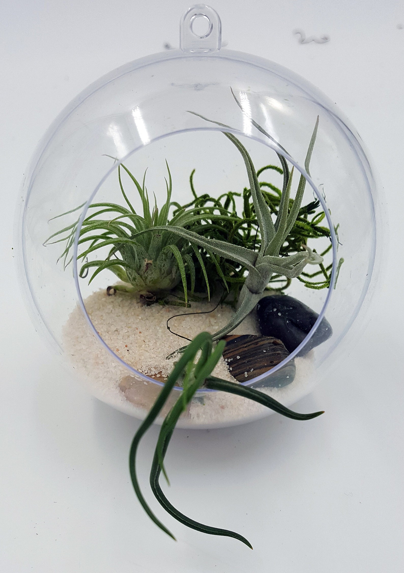 Urban Terrarium Clear Acrylic Terrarium Orb Display With 1 Etsy