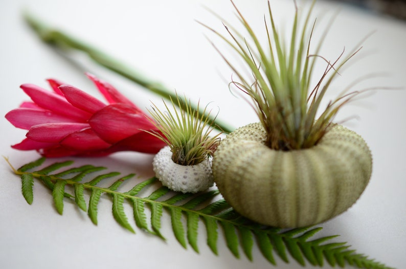 Pink Sea Urchin Air Plant Display with air plant and Spanish moss