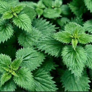 May include: Close-up of vibrant green nettle plants. The leaves have a serrated edge and prominent veins, with new growth in the center. The image showcases the texture and detail of the plant's foliage.