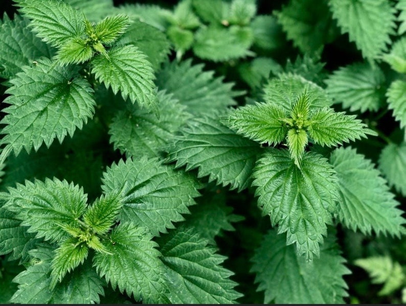 May include: Close-up of vibrant green nettle plants. The leaves have a serrated edge and prominent veins, with new growth in the center. The image showcases the texture and detail of the plant's foliage.