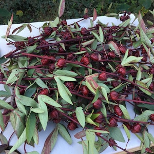 May include: A bunch of red roselle calyxes with green leaves on a white surface. The calyxes are arranged in a random pattern and are a deep red color. The leaves are a bright green color and are arranged in a random pattern.