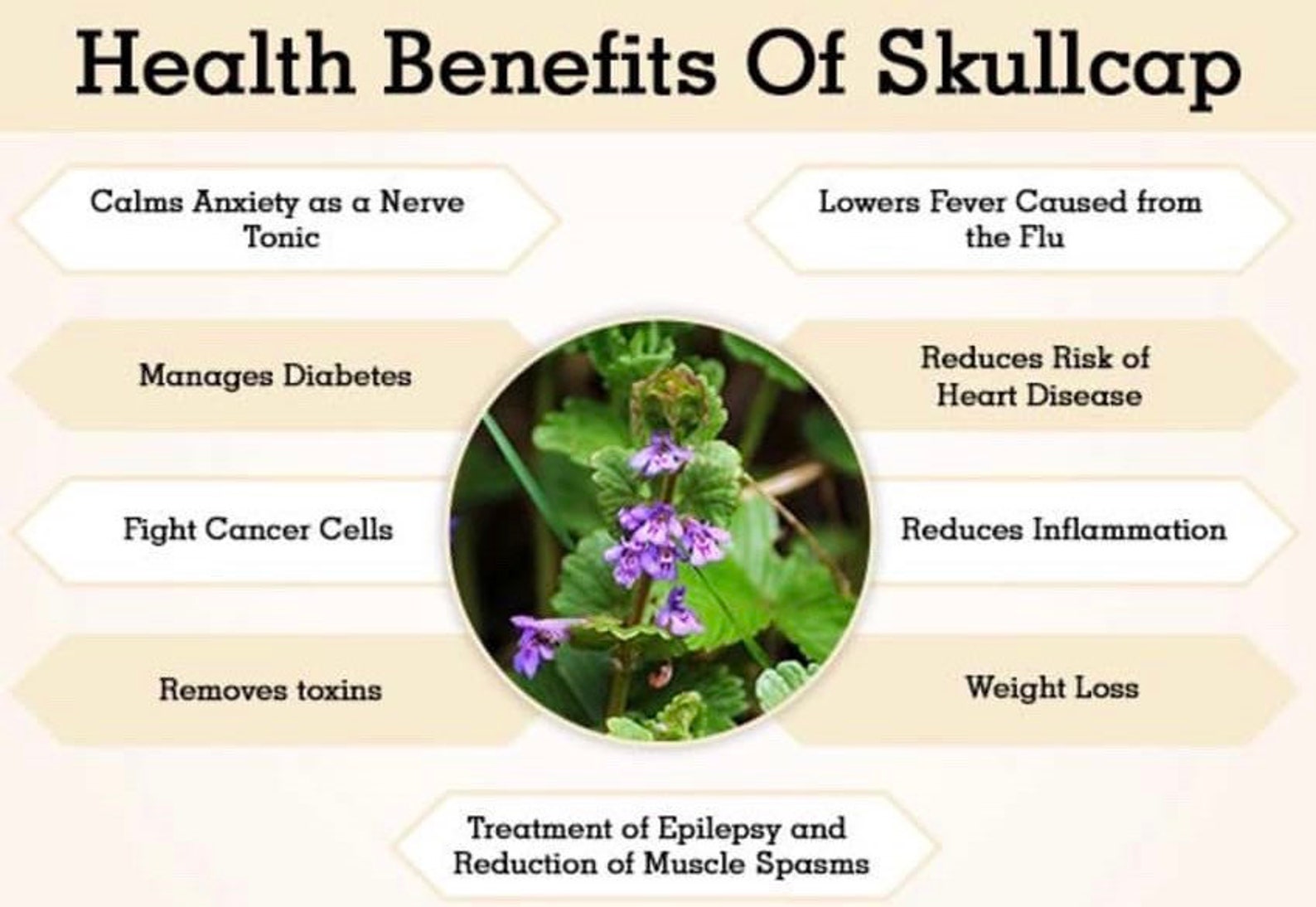 Organic Skullcap Tea 1 Oz Etsy