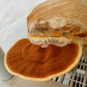 Dried Reishi 1oz