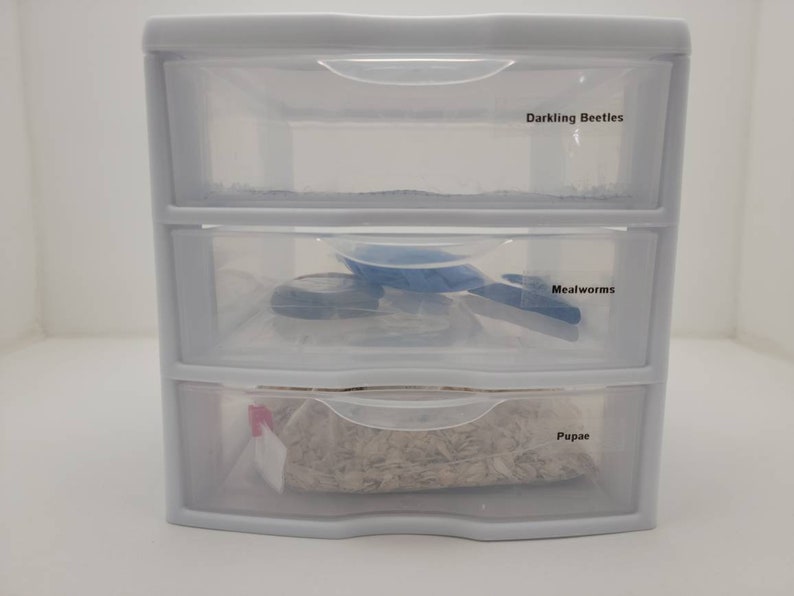 Mealworm Breeding Kit Includes Live Mealworms FREE SHIPPING Etsy