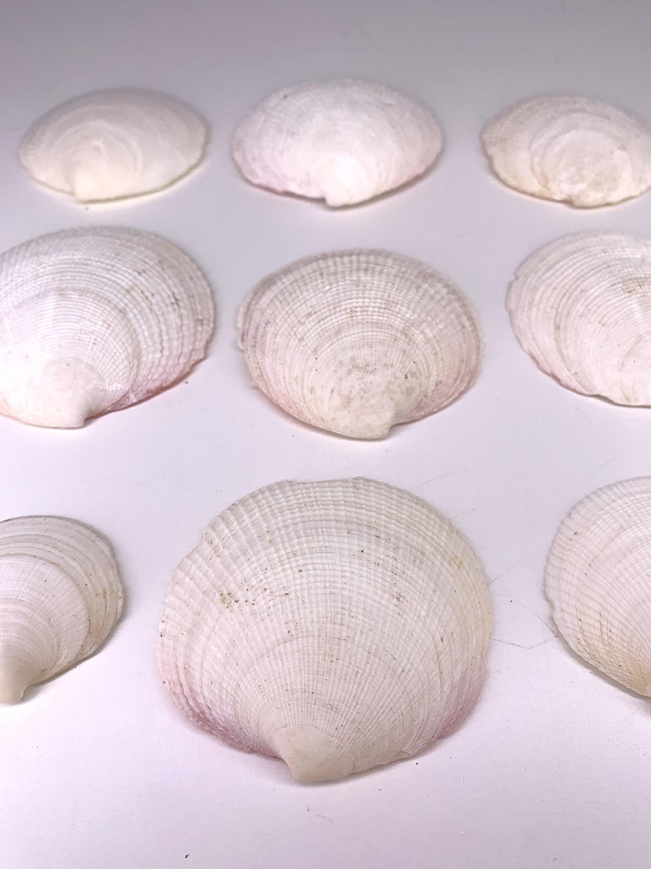北アメリカ西部の二枚貝 専門書「Bivalve Seashells」 Bivalve Seashells of Western North America-Bivalve Seashells