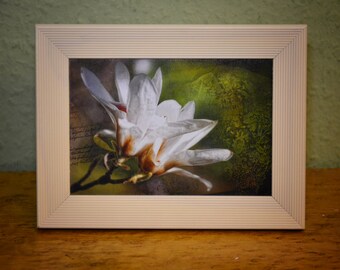 Magnolia blossom - Photography in the frame
