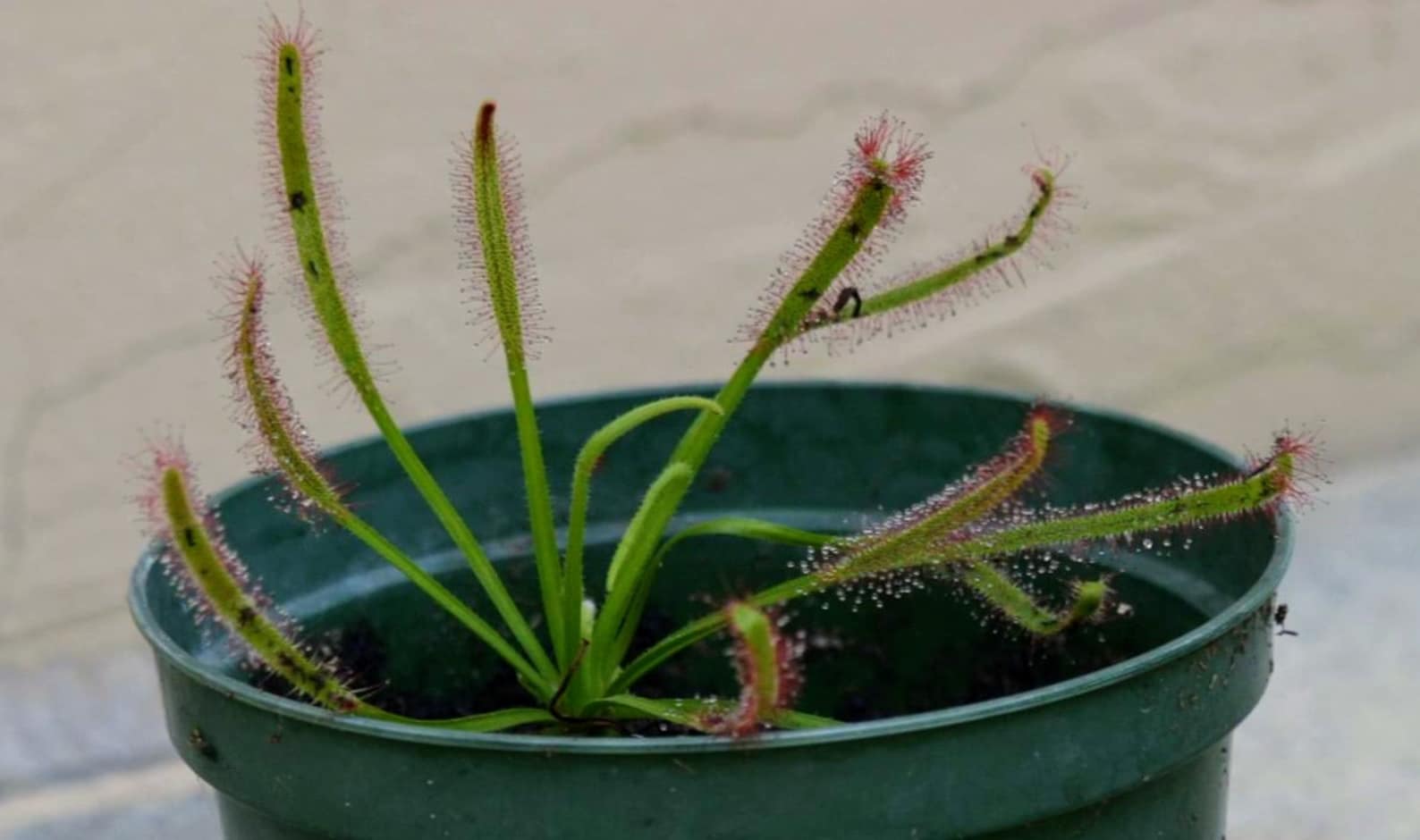 Cape Sundew Seeds Drosera Capensis Carnivorous Plant Seeds Etsy UK