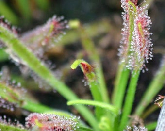May include: Close-up of a carnivorous sundew plant with dew-covered tentacles. The plant has green stems and red, sticky glands.
