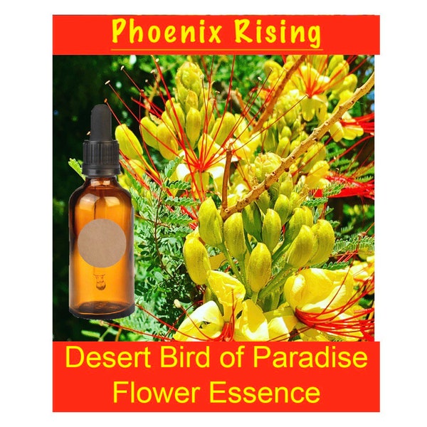 Bird of Paradise Etsy