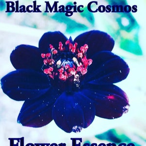 May include: Black Magic Cosmos Flower Essence features a close-up of a dark blue flower with a red center. The flower is in focus, while the background is blurred.
