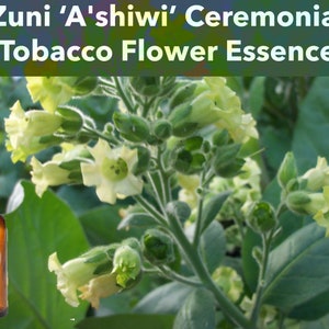 Zuni Ceremonial Tobacco Flower Essence