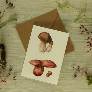 Cep and Boletus Mushroom