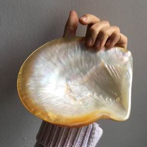 Op de afbeelding: Een grote, iriserende, natuurlijke parelmoer schelp met een glad, gepolijst oppervlak. De schelp heeft een parelmoerachtige witte binnenkant met een goudbruine rand. De schelp wordt tegen een grijze achtergrond gehouden.