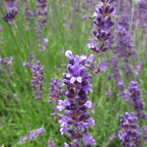 Lavendel Duftsäckchen Bild 6