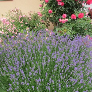 Lavendel Duftsäckchen Bild 7