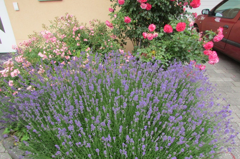 Lavendel Duftsäckchen Bild 7