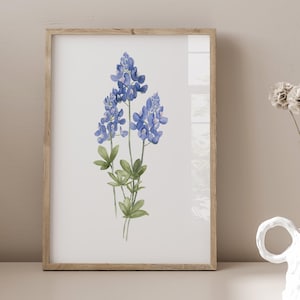 K&ouml;nnte beinhalten: Ein Aquarellbild eines Strau&szlig;es von Blausternblumen, einer Wildblumenart, die in Texas heimisch ist, in einem wei&szlig;en Rahmen. Das Bild ist auf wei&szlig;em Hintergrund.