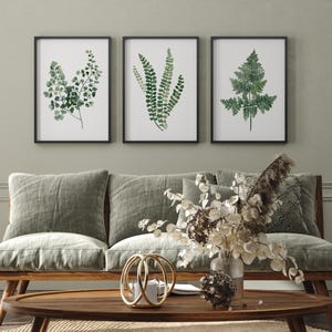 May include: Three framed botanical prints featuring different types of ferns in shades of green against a white background. The prints are displayed on a wall above a green velvet sofa with a wooden frame.