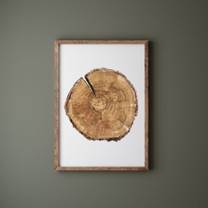 Aquarel eikenboom ring, boomstronk schilderen, gesneden hout illustratie, schijfje hout op witte achtergrond, boho natuur kunst, extra grote afdruk