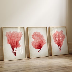 Può includere: Tre stampe incorniciate di corallo rosso, ciascuna con una forma di corallo diversa, su sfondo bianco.