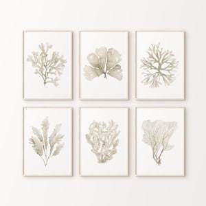 6 Coralli beige, Alghe coralline neutre, Set minimalista di 6 stampe, Poster beige grigio ecrù, Decorazione botanica della natura, Pittura, Immagine