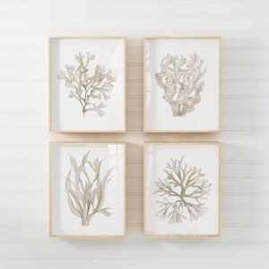 Boho Neutral Corals Seaweeds, Decorazione murale minimalista, Set di 4 stampe, Immagini quadrate e rettangolari, Decorazione murale neutra