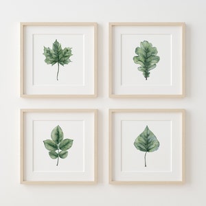 Einheimische Blätter, Eiche, Texas Eschenblatt, Ahorn, Espe, große Herbstaquarellblätter, 4er-Set Drucke, botanische Malerei, minimalistisches Wohndekor