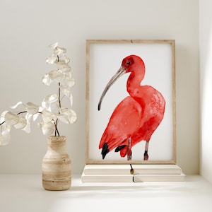 Dipinto di grande uccello rosso Ibis scarlatto, uccello caraibico minimalista, poster di belle arti astratto, arte colorata ad acquerello