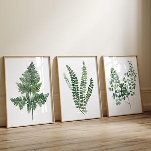 May include: Three framed prints of watercolor illustrations of different types of ferns. The ferns are green and have a natural, organic look.