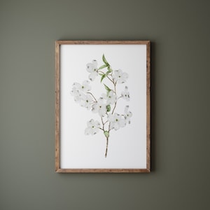 Stampa artistica di fiori di corniolo, illustrazione floreale, poster di belle arti minimalista botanico