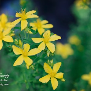 St. John&#39;s Wort Flower Essence