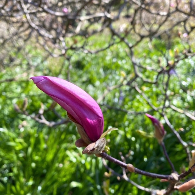 Magnolia Flower Essence Etsy