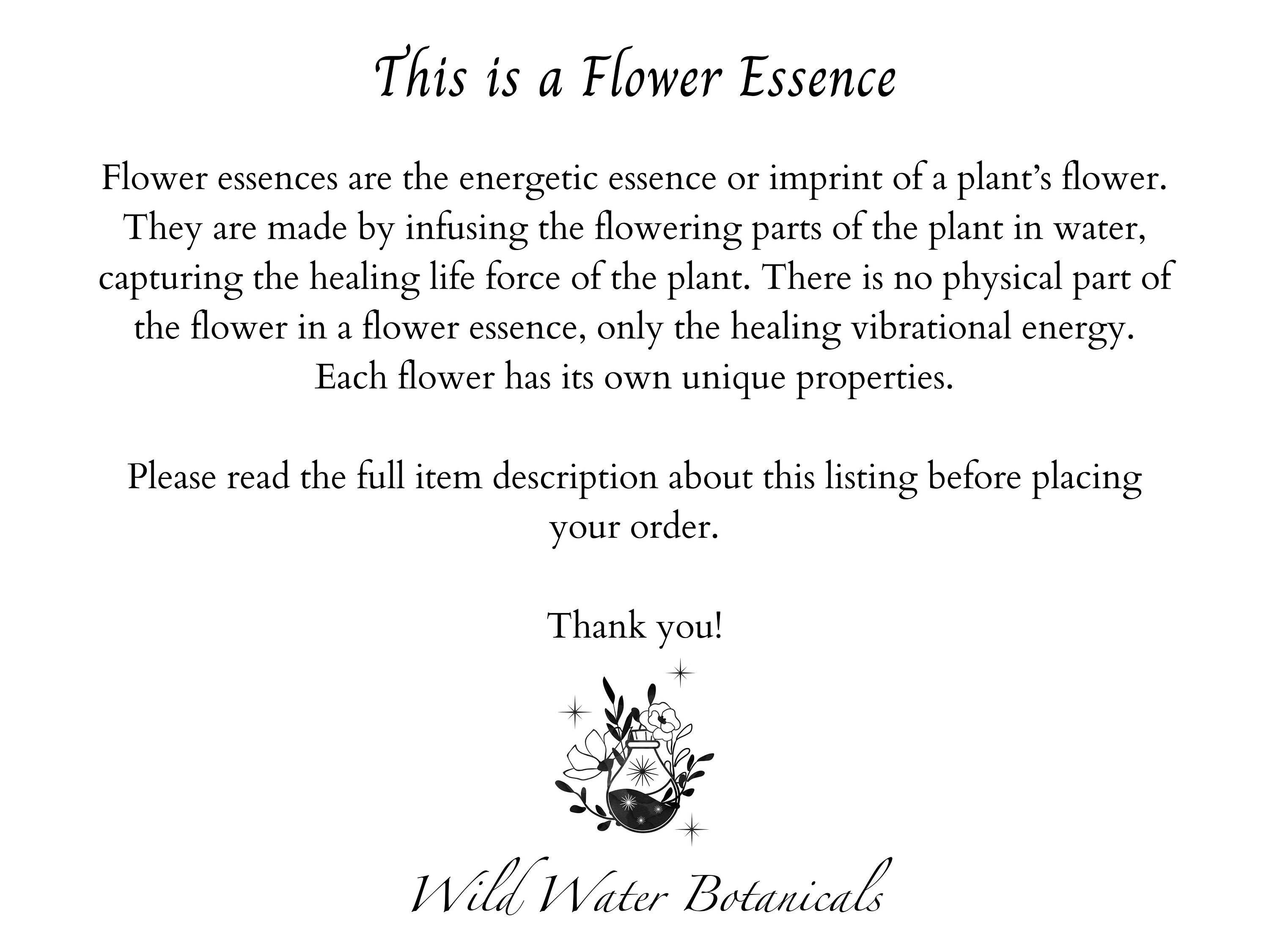 White Fawn Lily Flower Essence Etsy