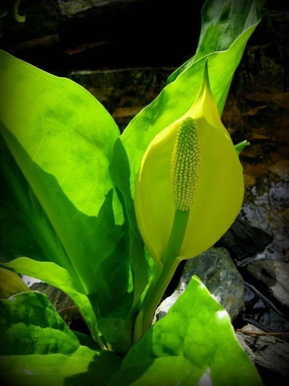 Western Skunk Cabbage Flower Essence Etsy