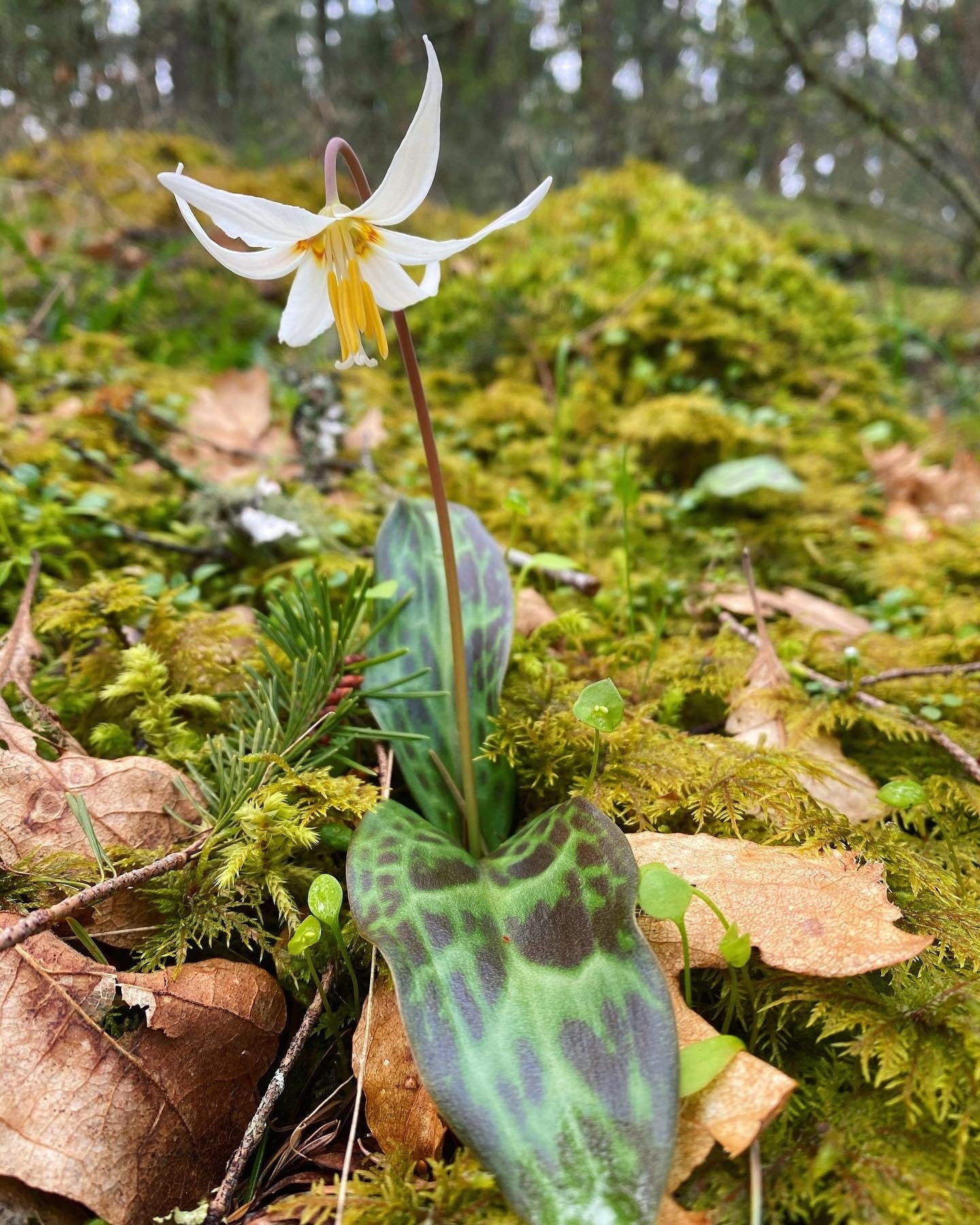 White Fawn Lily Flower Essence Etsy