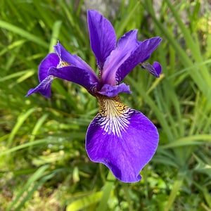 Peut inclure: Une seule fleur d'iris violette avec des marques jaunes et blanches sur les pétales. La fleur est nette et l'arrière-plan est flou.