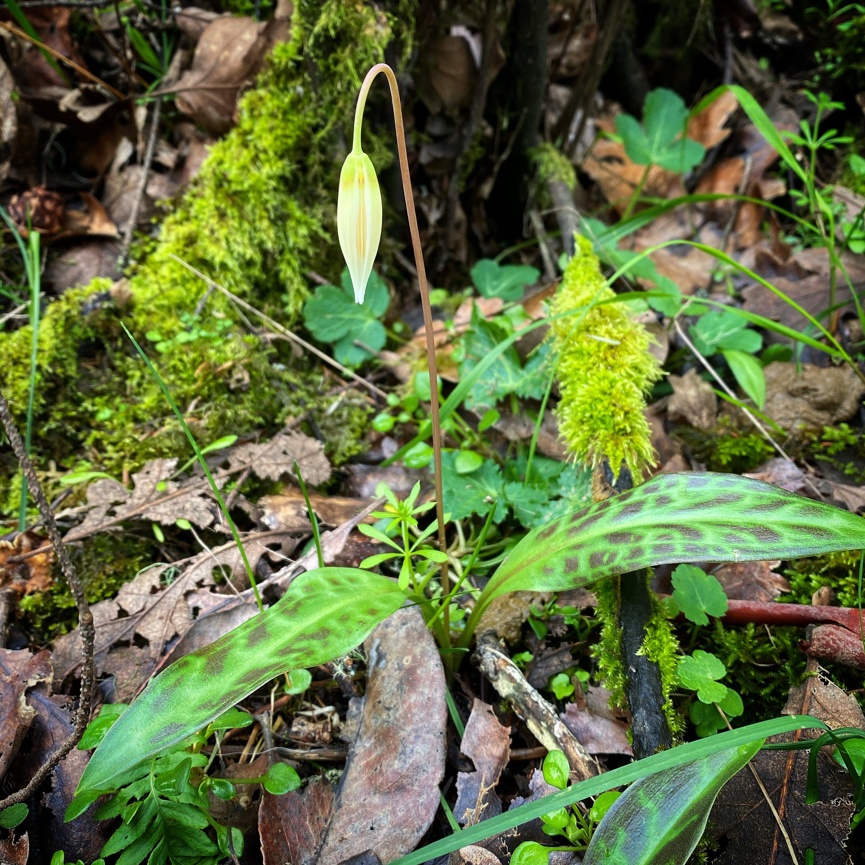 White Fawn Lily Flower Essence Etsy
