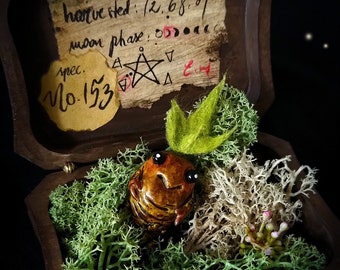 Mandrake baby with box [ no.1 ]  Witch herbs, Witch box, magic box, curiosity cabinet