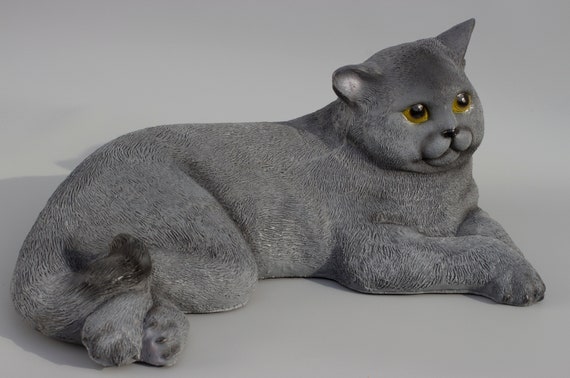 buy british blue cat