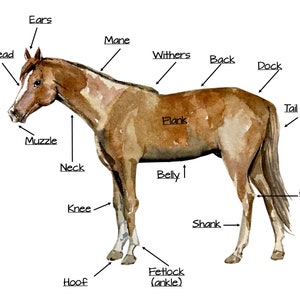 Horse Anatomy